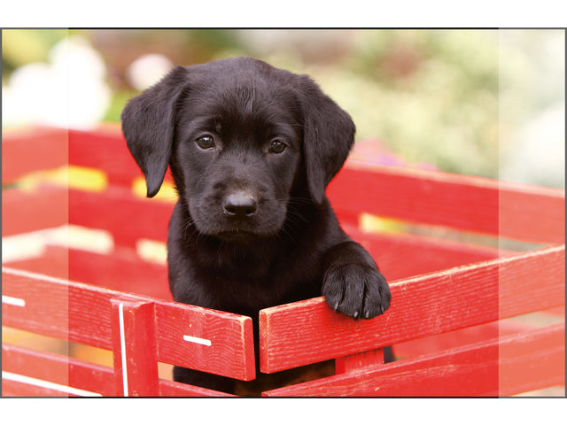 Bureauonderlegger Kangaro PP 38x58cm dessin Labrador Zwart